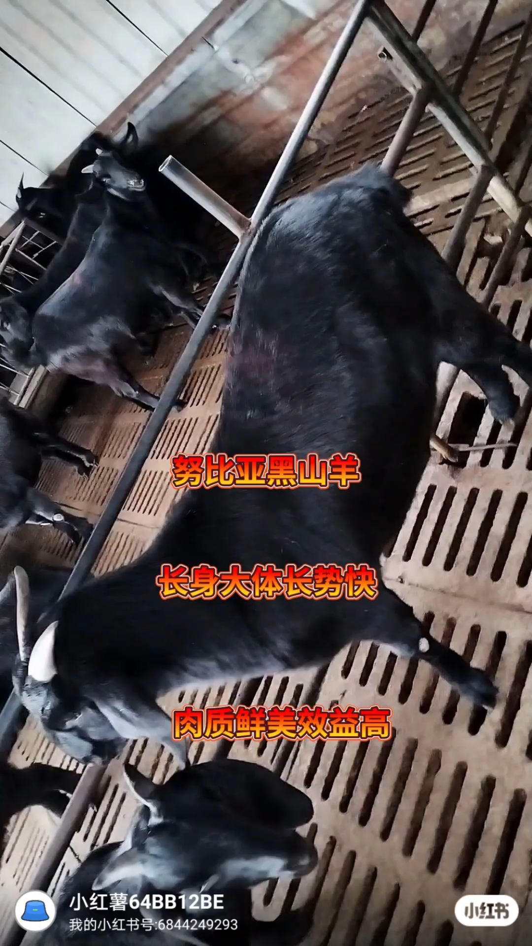 努比亚黑山羊长势好肉质鲜美
