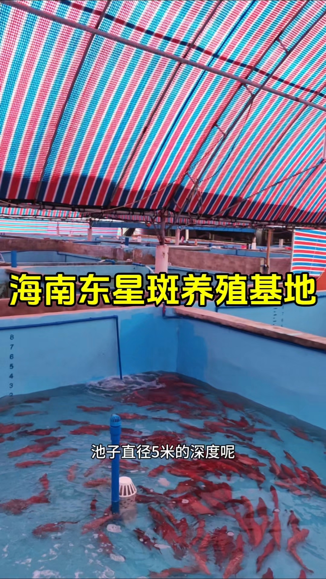 海南东星斑养殖基地