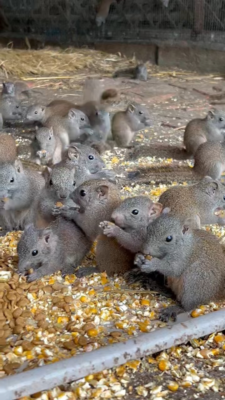 黄山松鼠大小公母都有,常年大量出售,全国各地都可以养殖