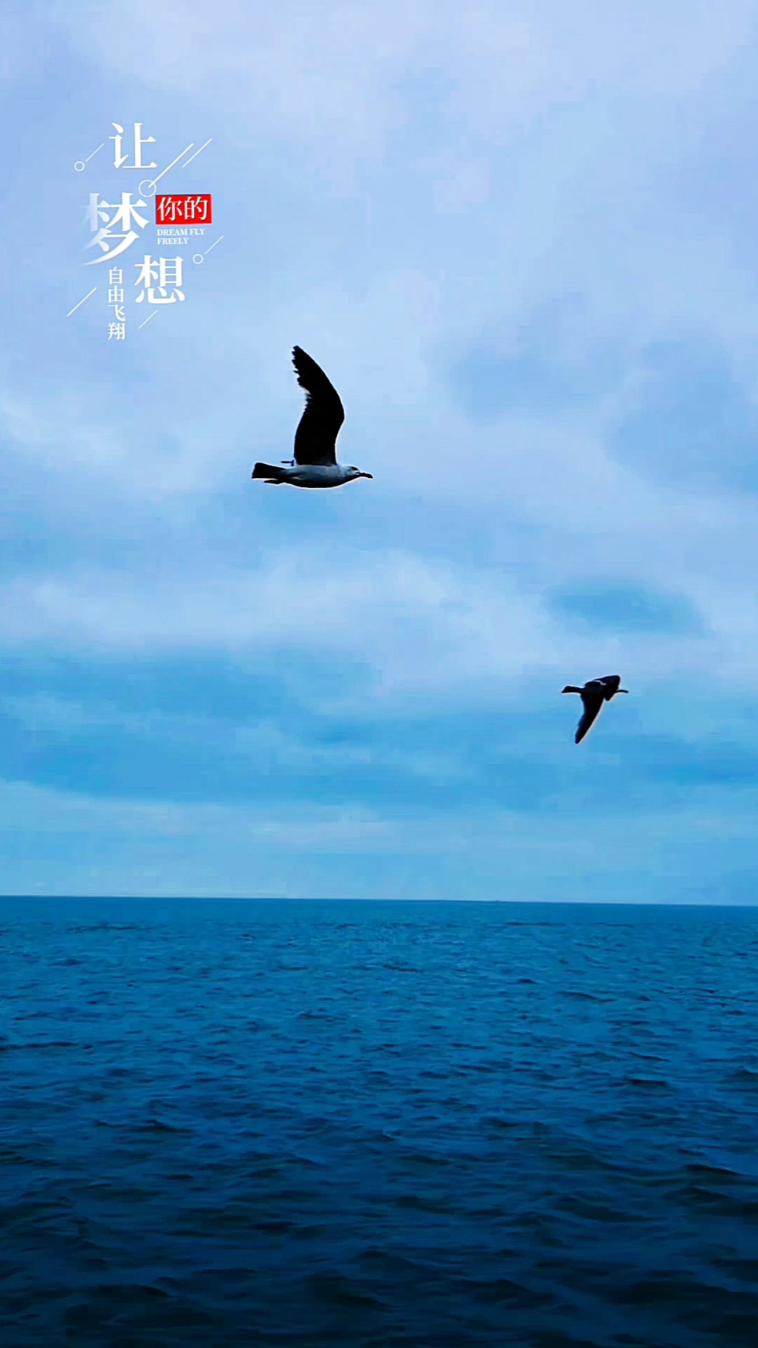 海鸥,翱翱翔蓝天,自由飞翔