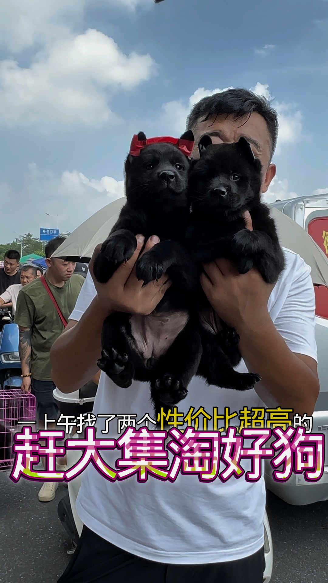 中华田园犬,五黑犬,看家护院