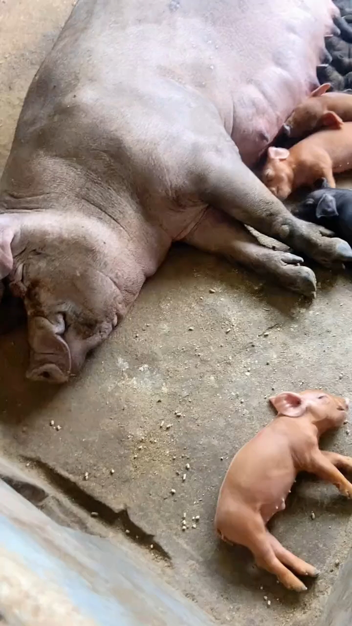 这些猪都睡着了