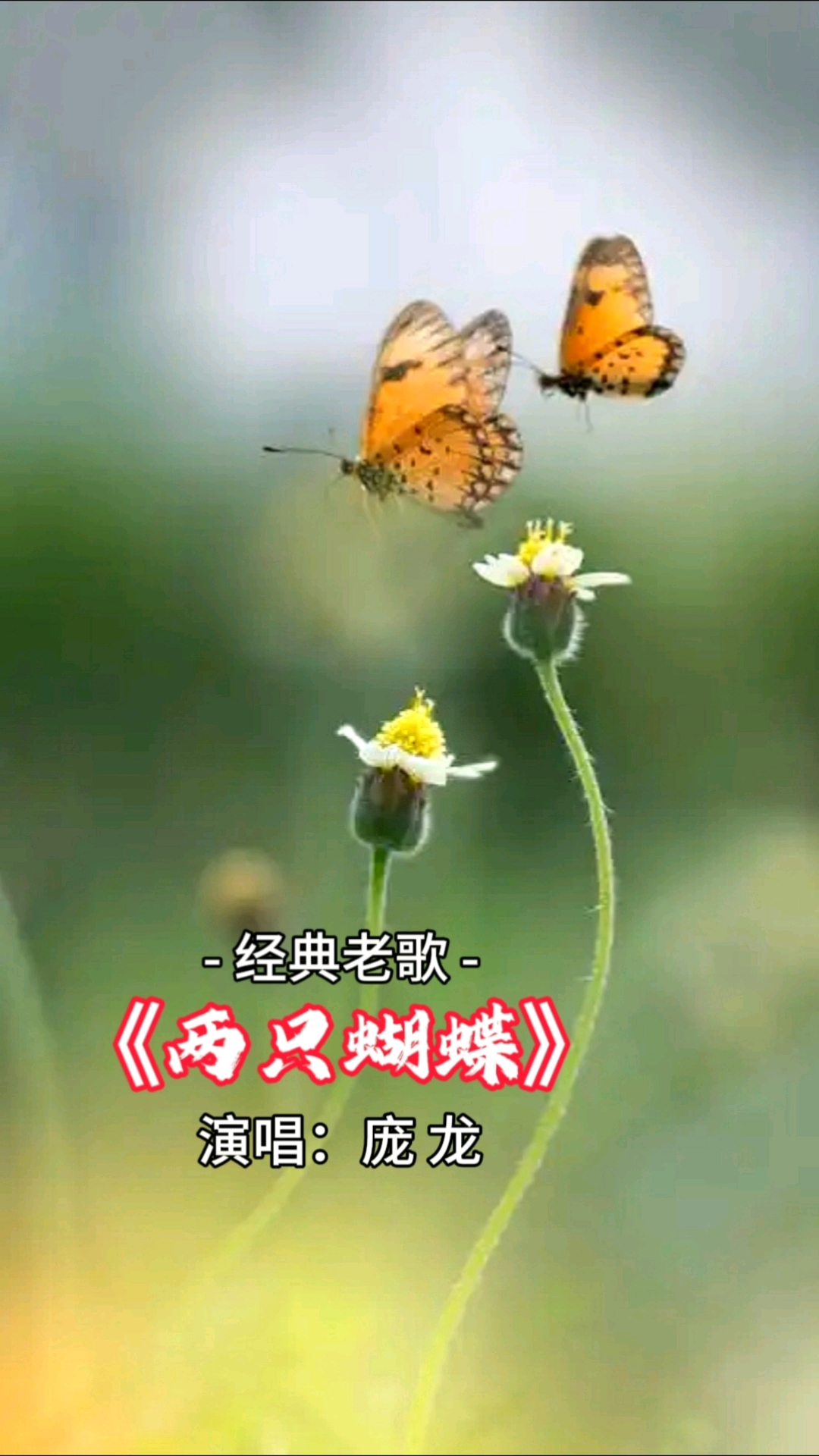 经典老歌:《两只蝴蝶》
