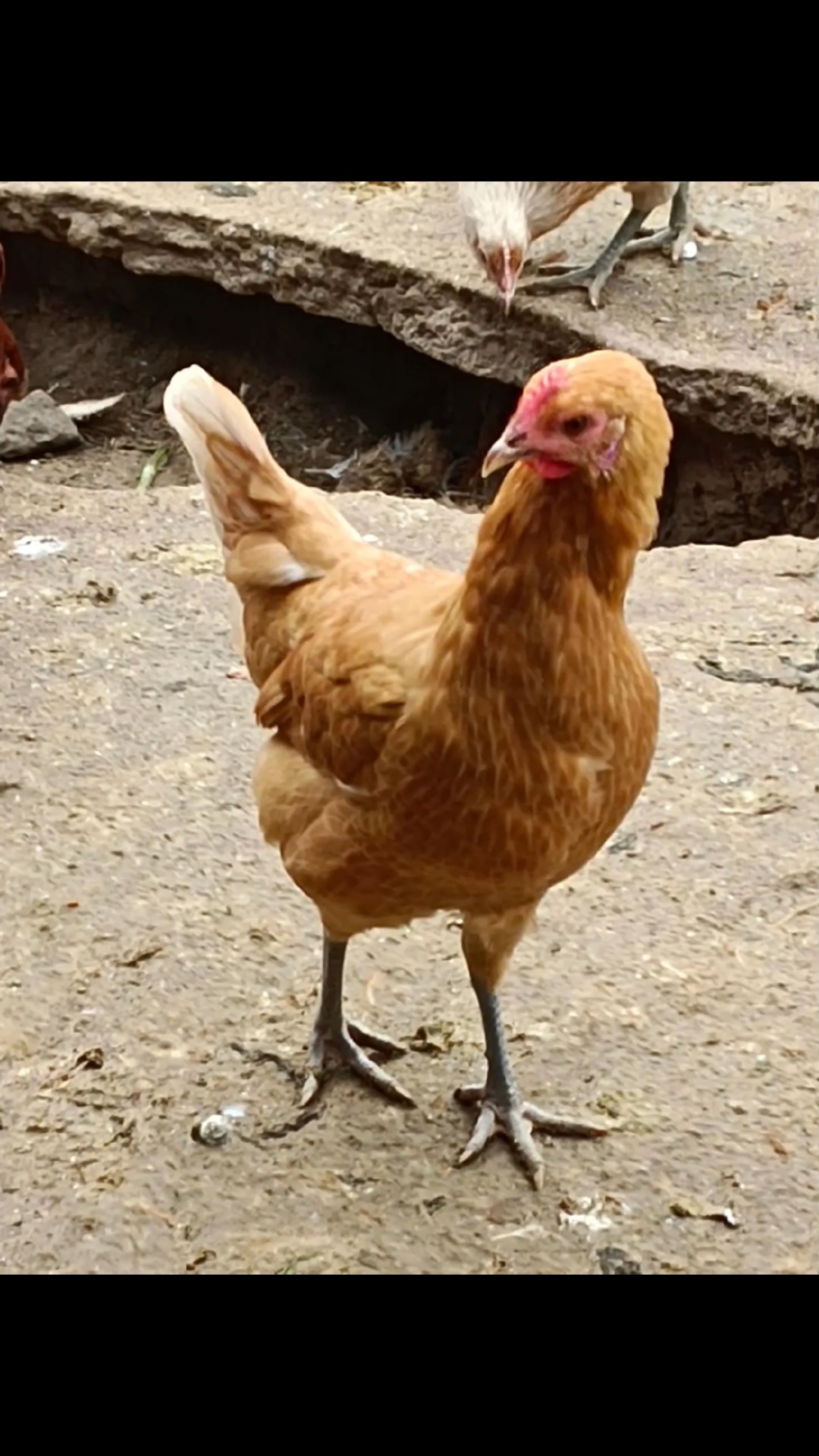 超高产绿壳蛋鸡苗