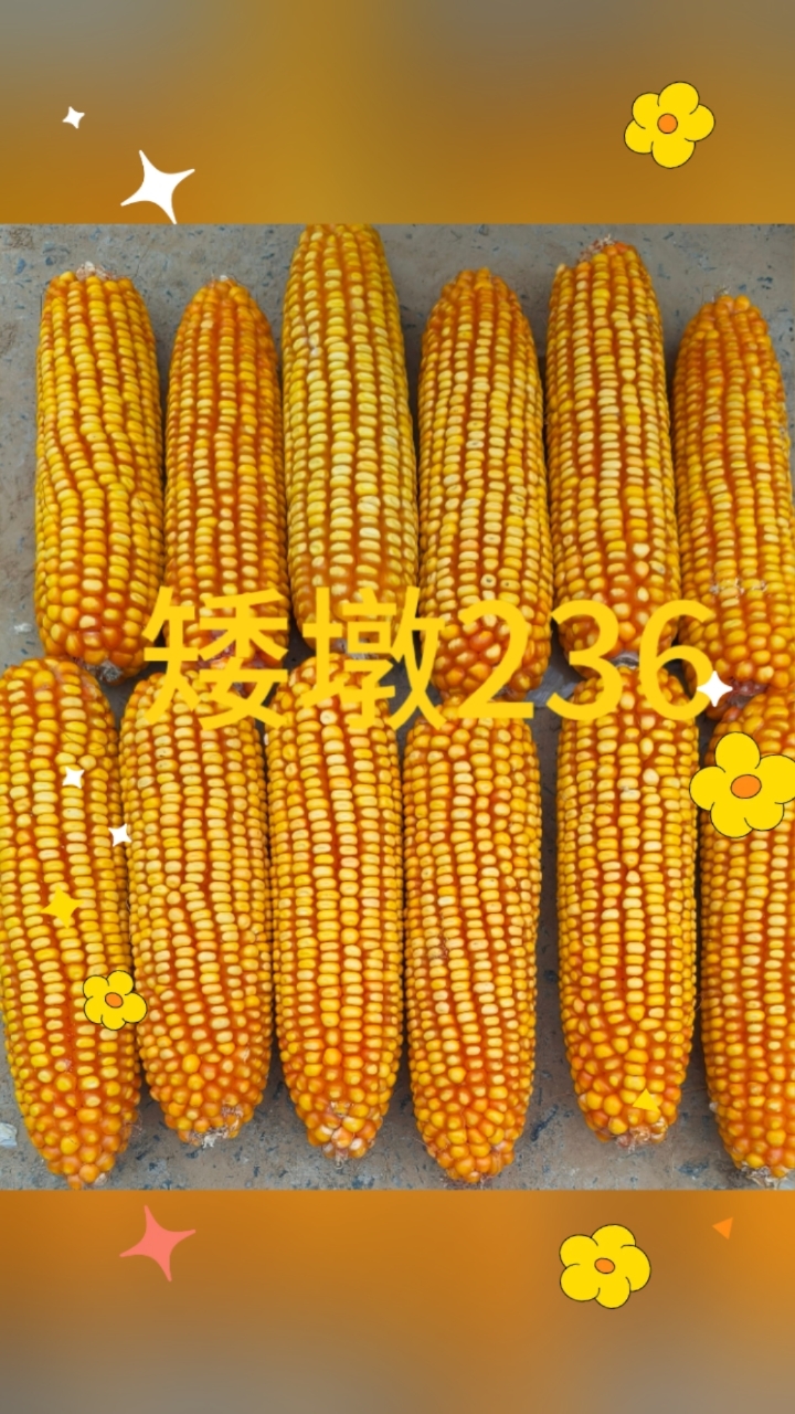 矮杆大棒玉米品种