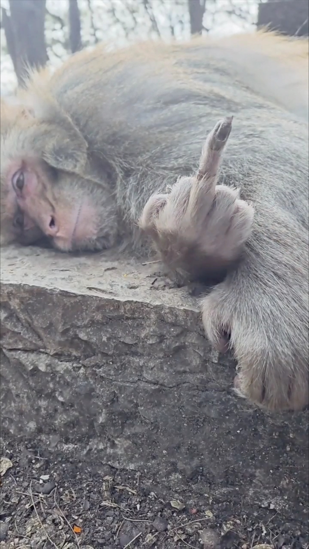 国际手势 再玩鄙视你