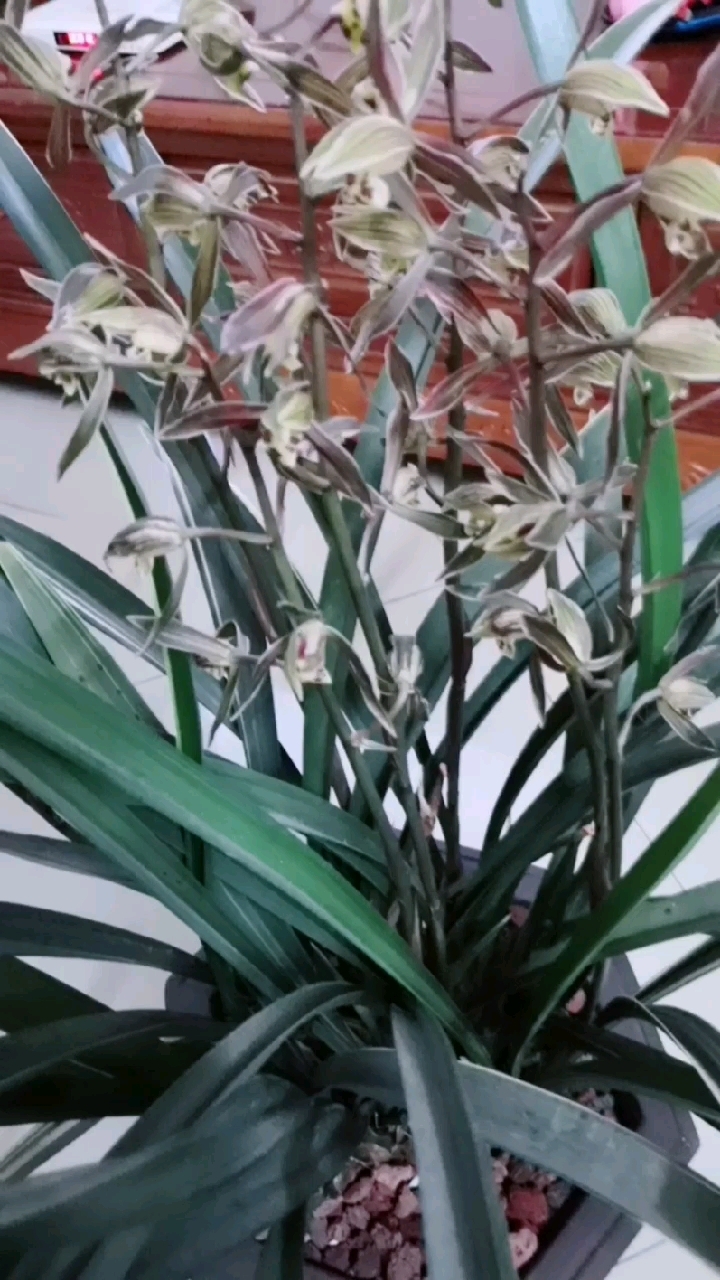 墨兰——大勋,一个不错的品种,易花易芽,花也浓香