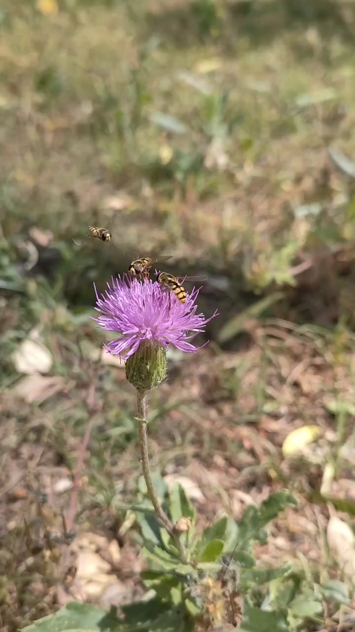小蓟花:这朵小小紫绒花引来多少只食蚜蝇飞舞在紫髻中