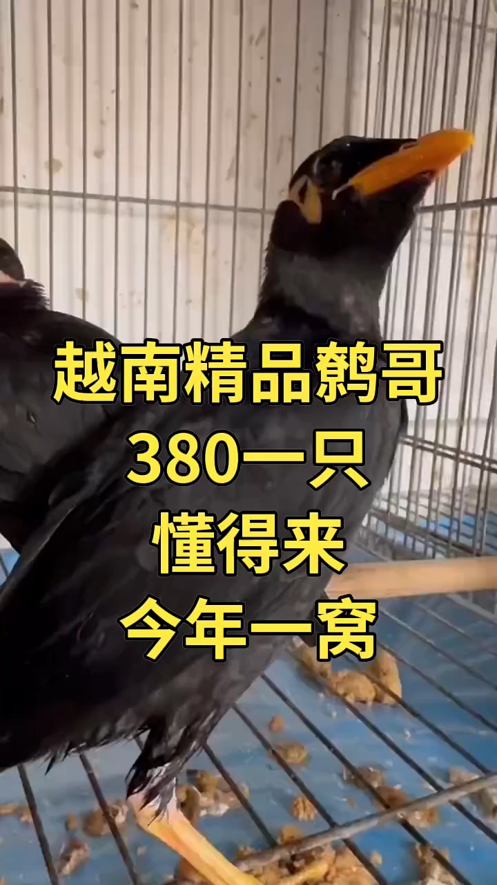 手养越南鹩哥,有没有哥哥姐姐看上的呀?