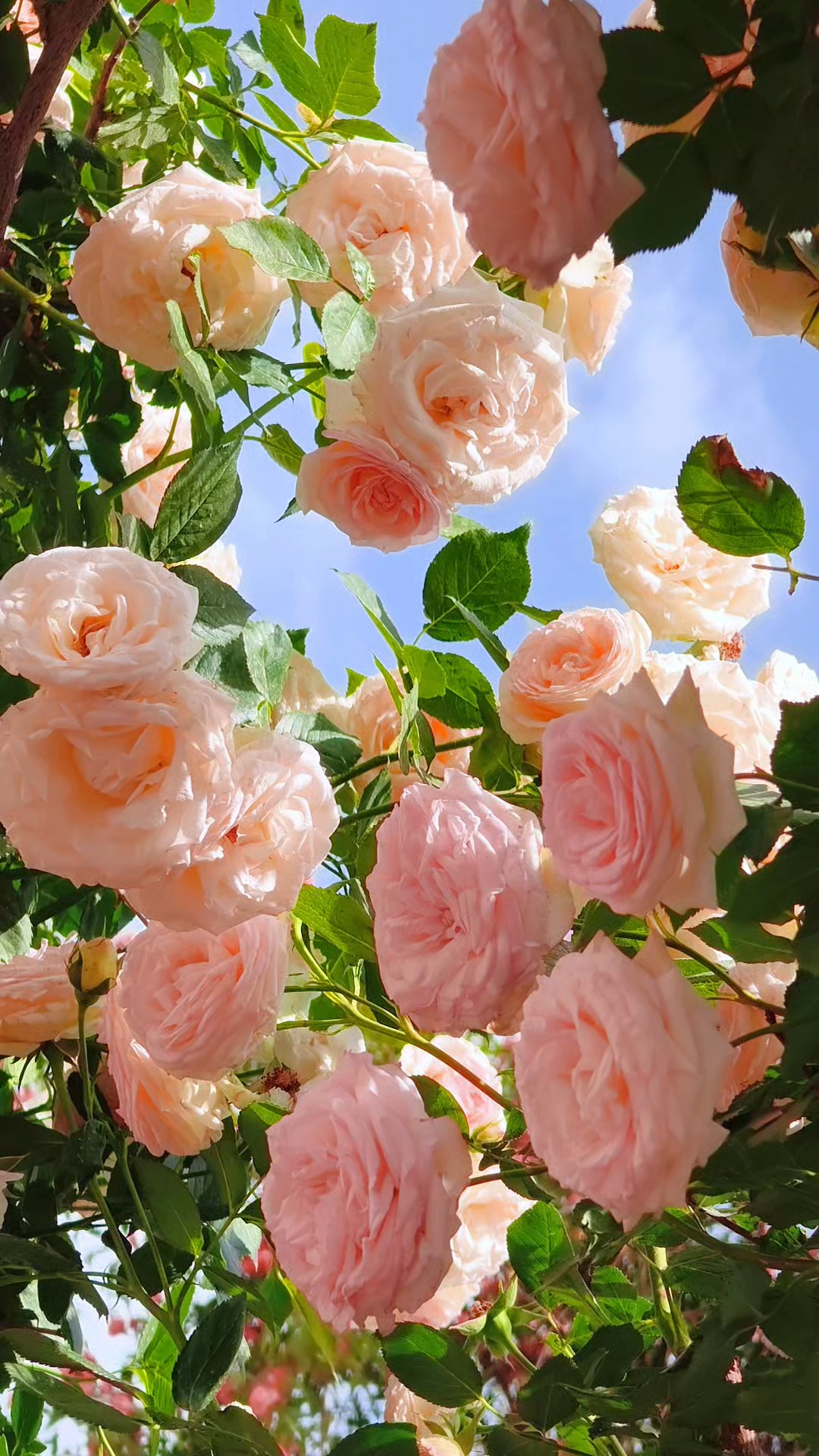 花的美丽是从内而外散发出来,成为这个世界上最美丽的风景