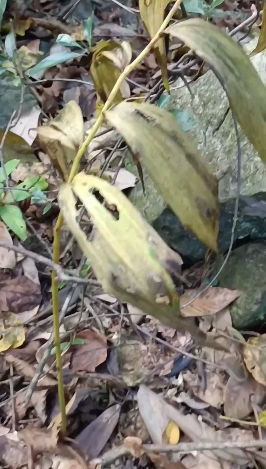 大深山里的黄精叶子开始变黄了,准备落叶了