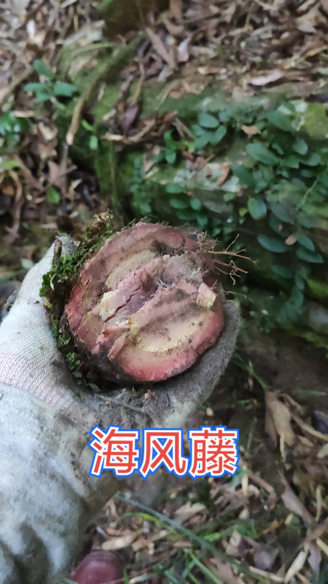 大深山里的海风藤,超大一颗