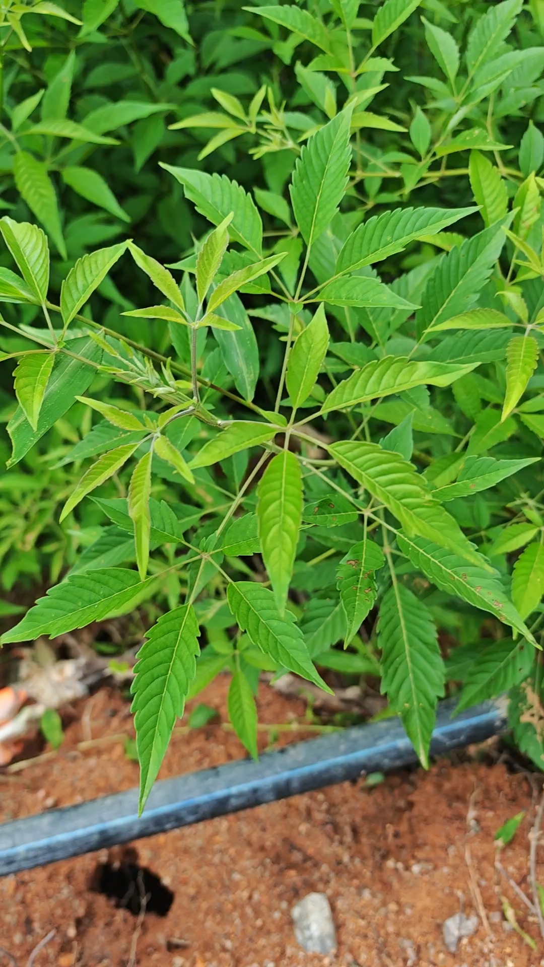 五叶的很常见,七叶的黄荆就很少见了