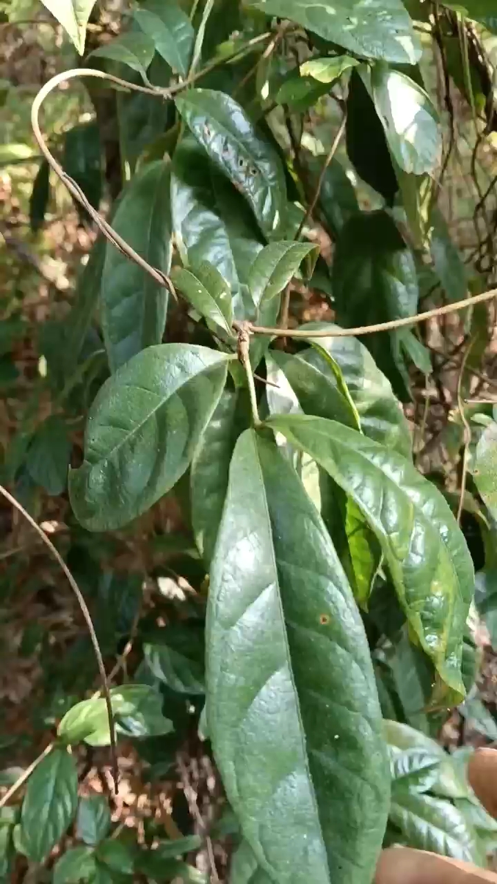 野生巴戟天