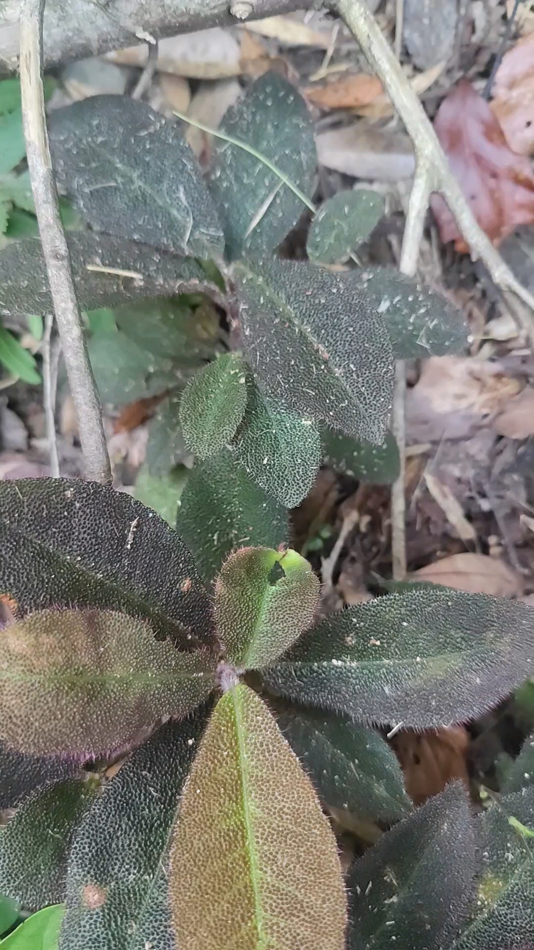 深山野草虎舌红,有认识的吗