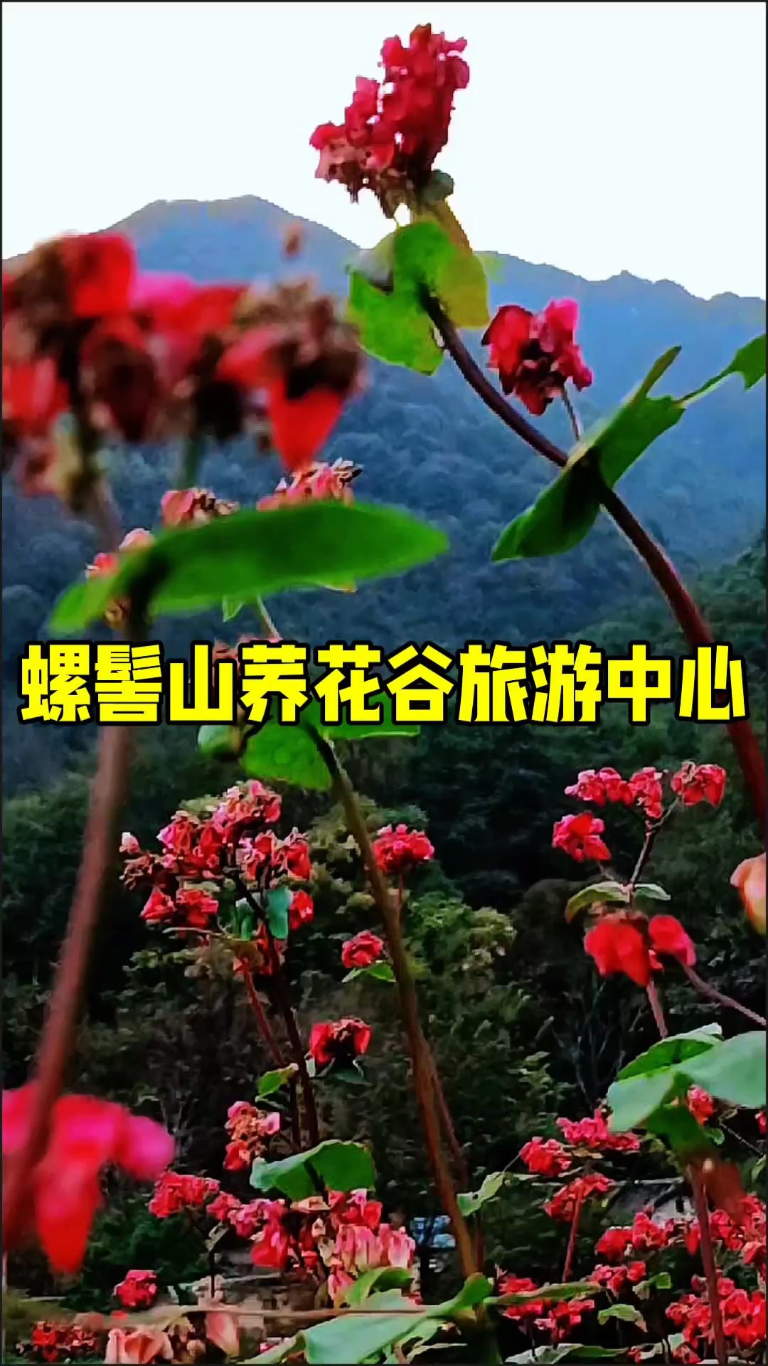 古蔺酒香花谷在哪儿图片