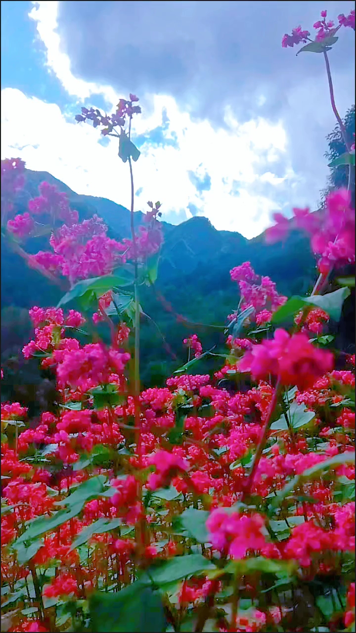 草原花种类图片