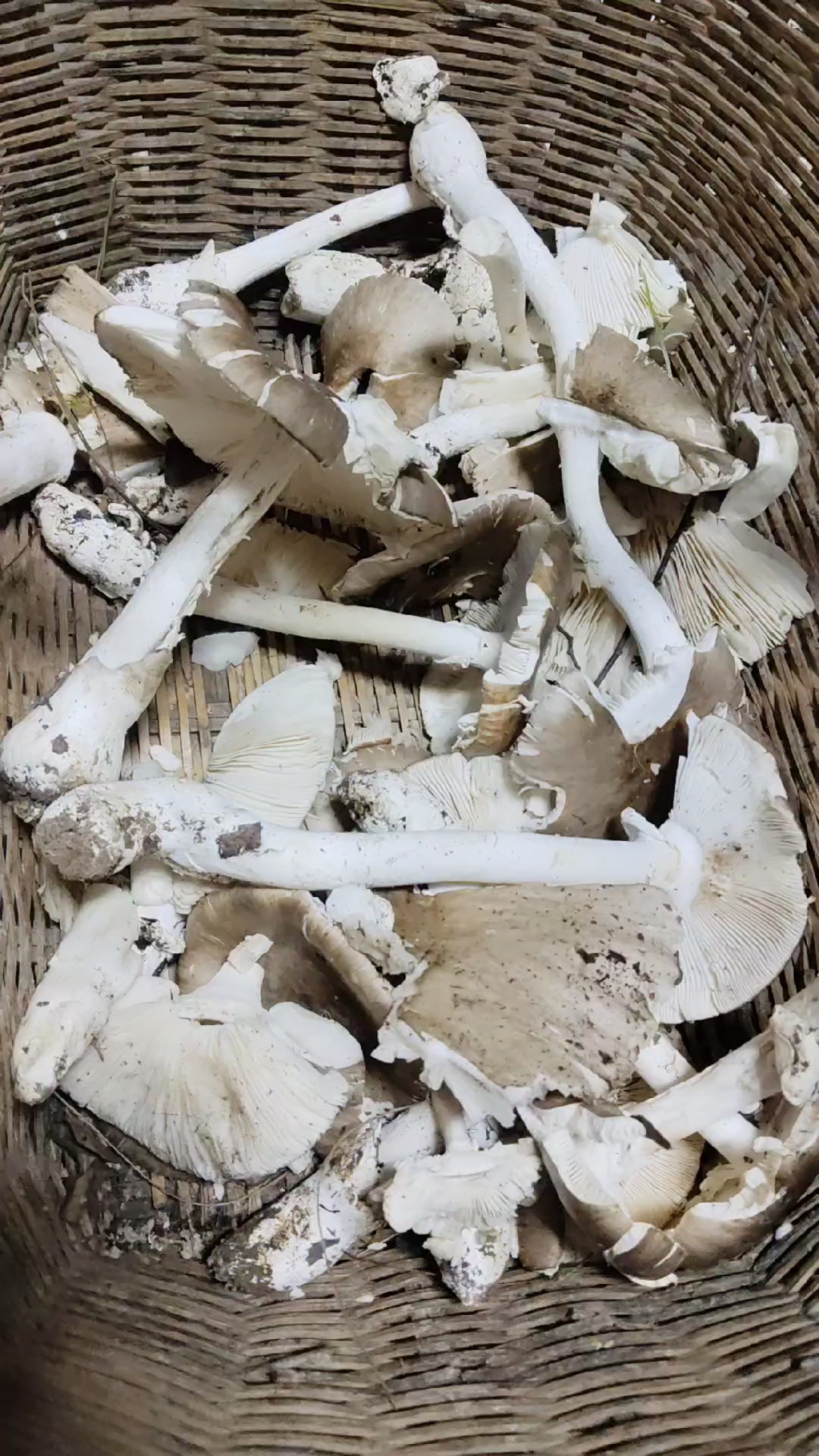 类似于鹅膏菌的,白色杆子上是没有花斑的