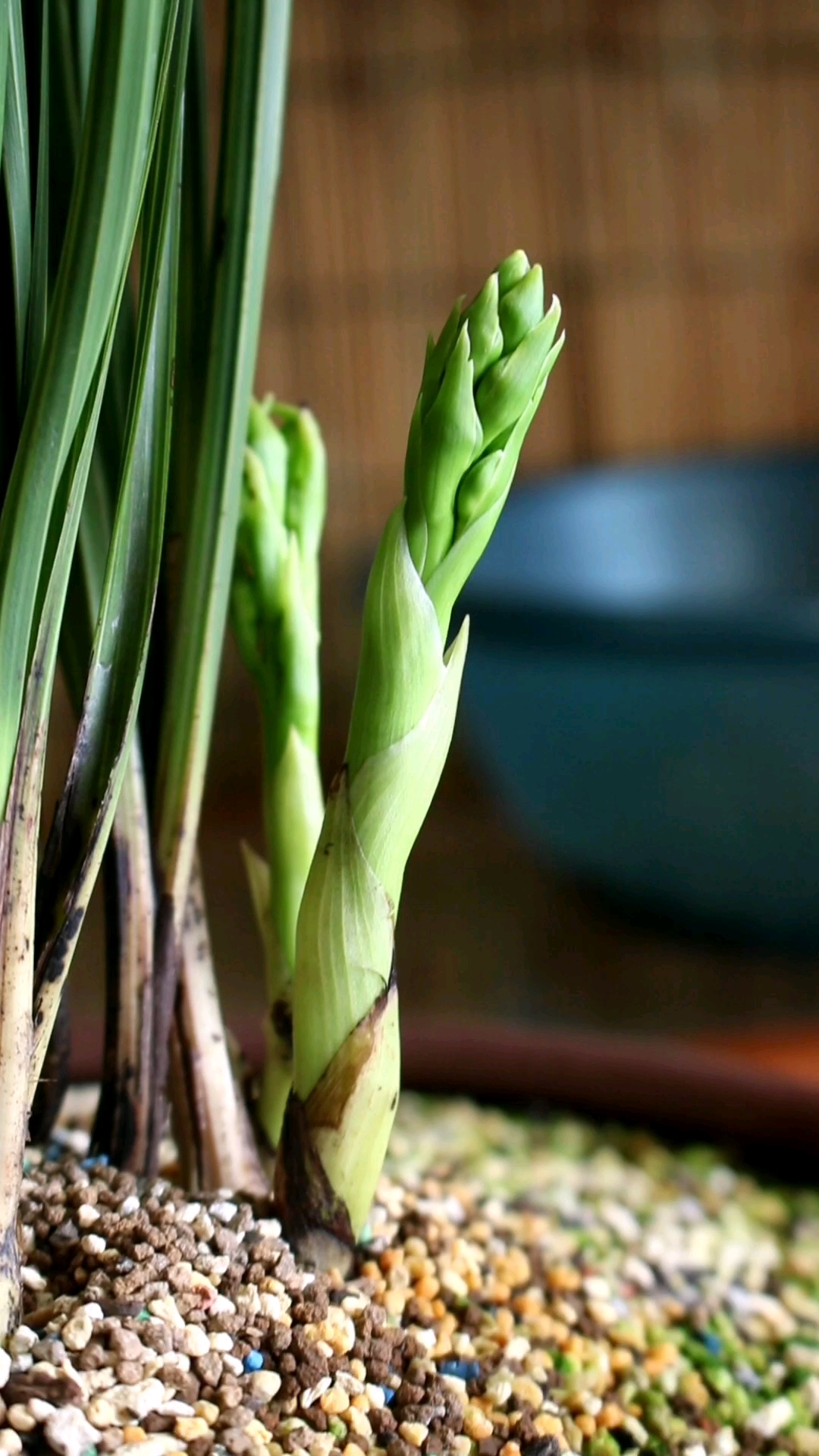 蕙兰老极品小排玲