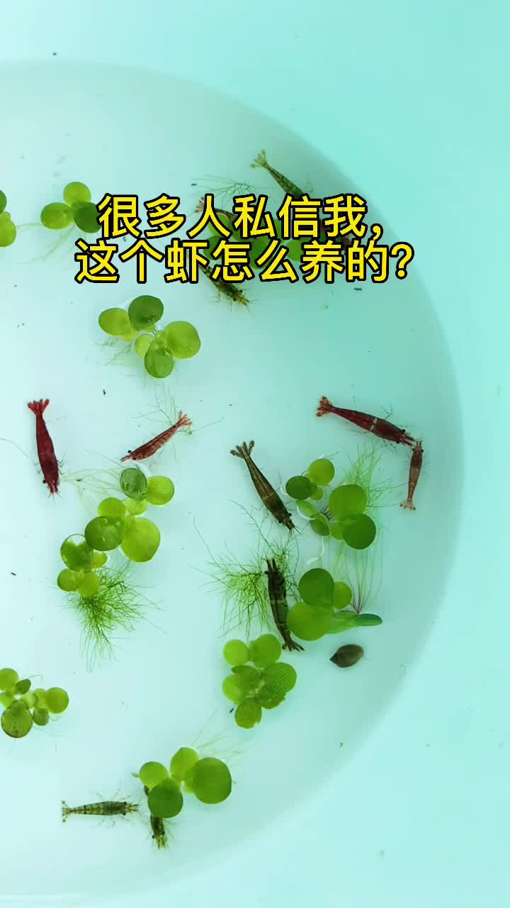 黑壳虾繁殖周期图片