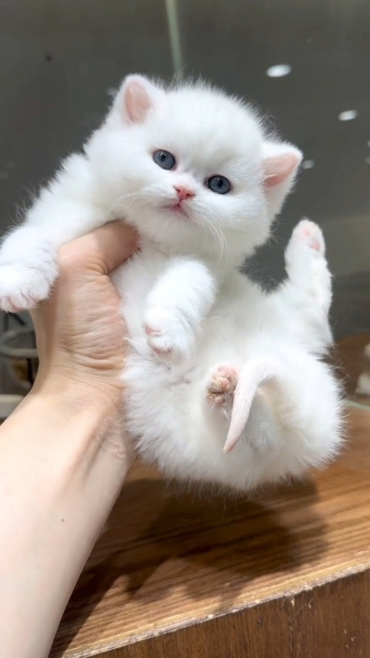 纯白英短出窝啦白白胖胖的,嗓音奶奶的#纯白英短 #猫舍