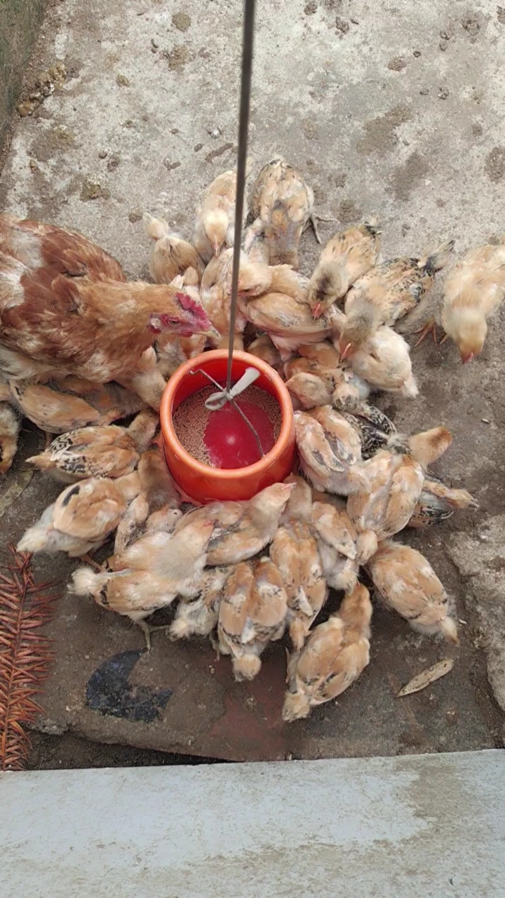 小鸡群抢食