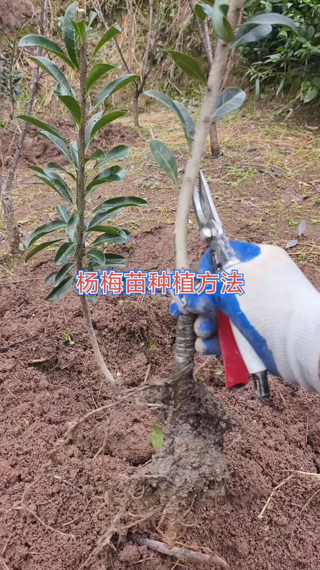 杨梅苗种植修剪 杨梅嫁接苗 果树种植