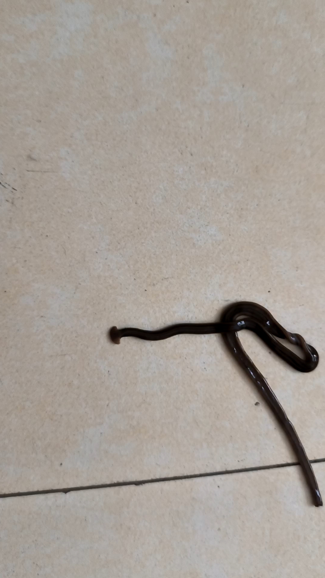 从花盆底部爬出一条虫看起来像蚯蚓,但又感觉头不像.这是啥呢?