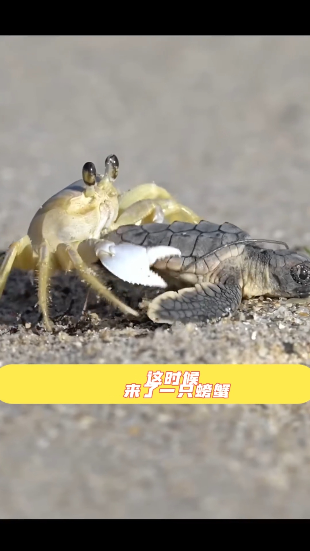 螃蟹吃海龟