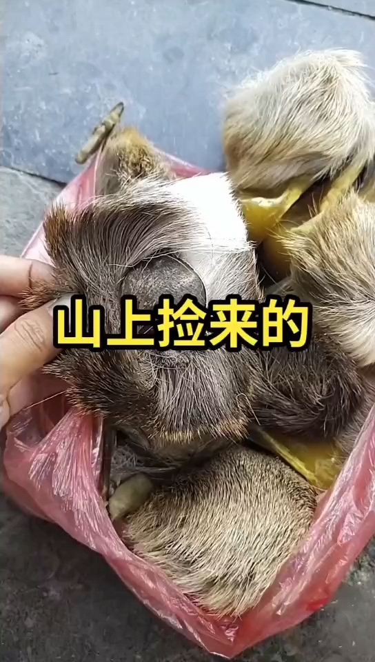 都说这东西是麝香,比黄金还贵