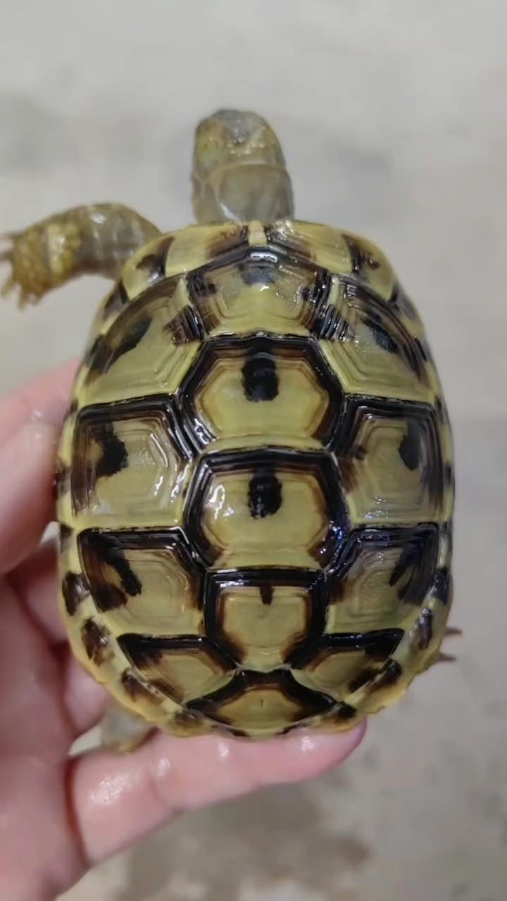 赫曼陆龟喜欢吧,时间真快