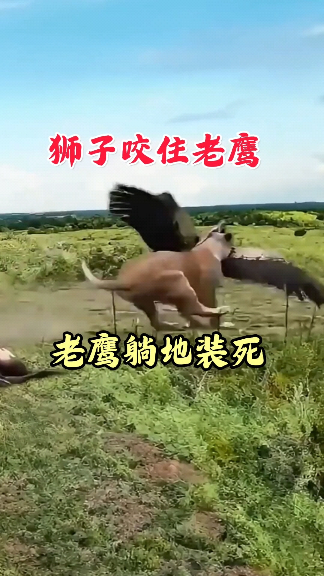 狮子咬住老鹰,老鹰躺地装死,狮子蒙圈了