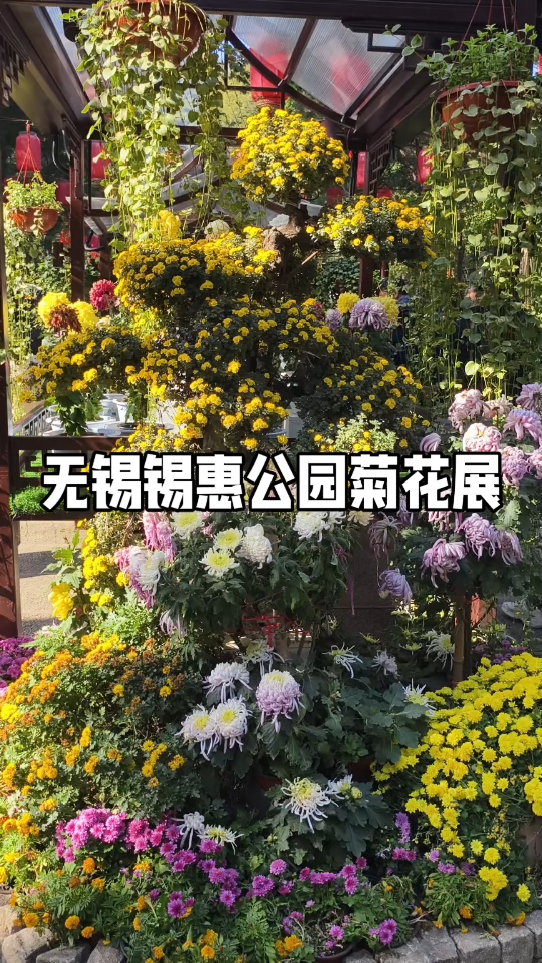 锡惠公园菊花展
