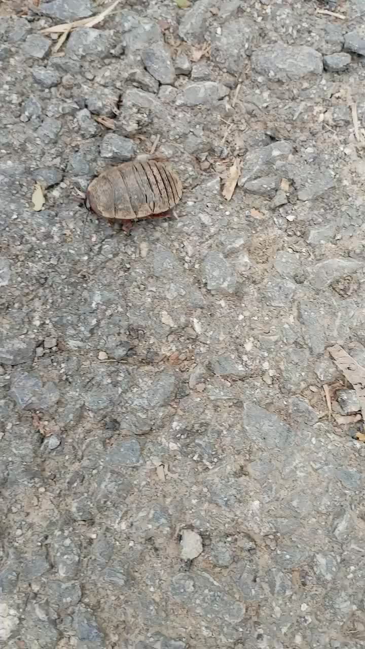 34虫zhè chóng(地乌龟,土元,土鳖虫)-度小视