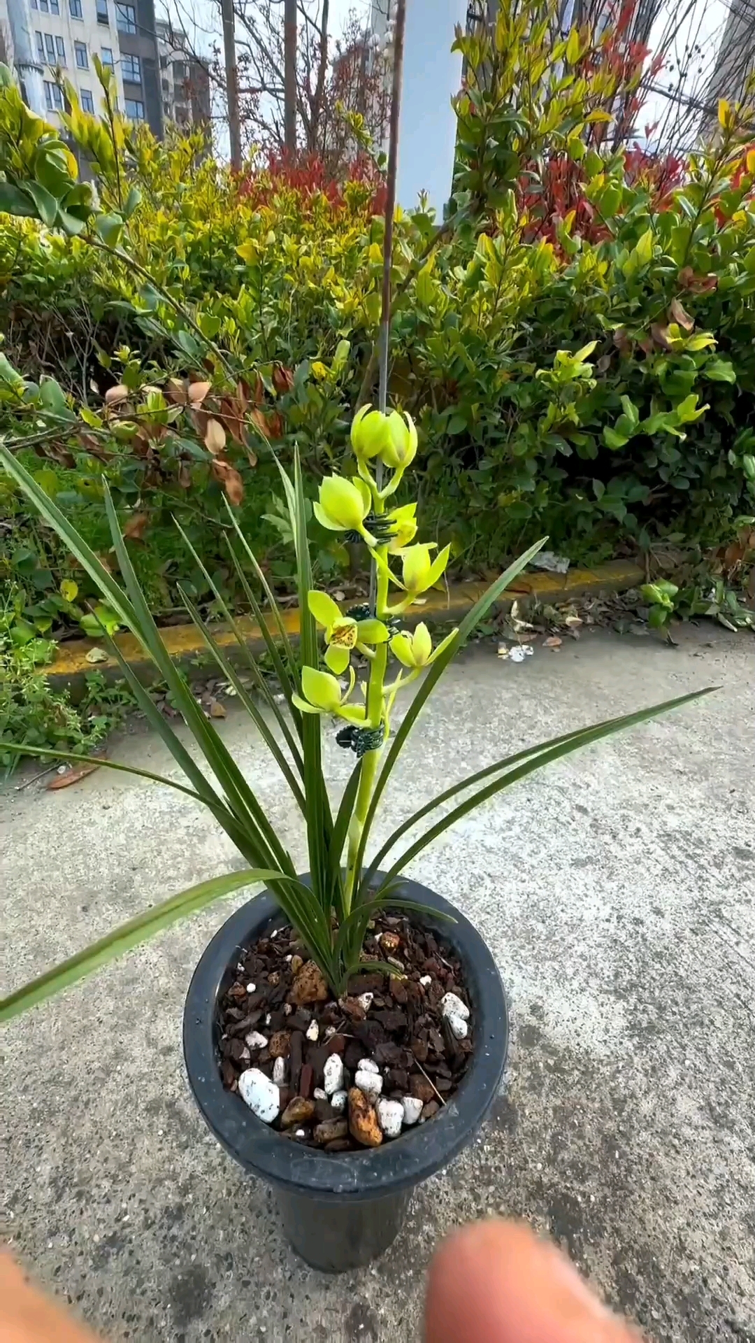 蕙兰新品荷瓣,太漂亮了