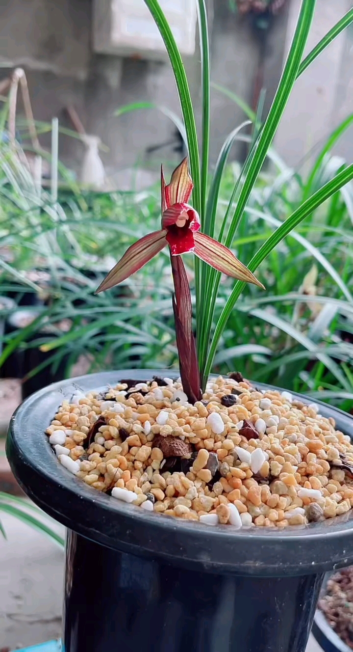 春兰红素