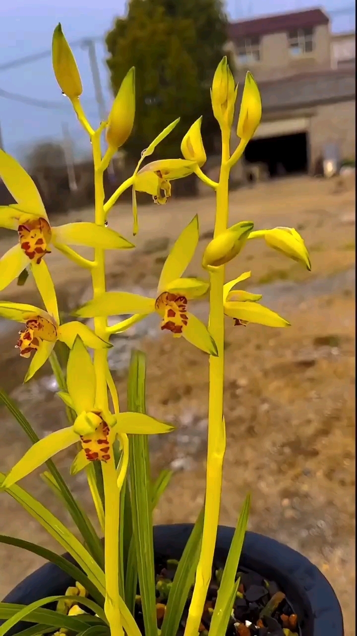 蕙兰金色阳春开花图片图片