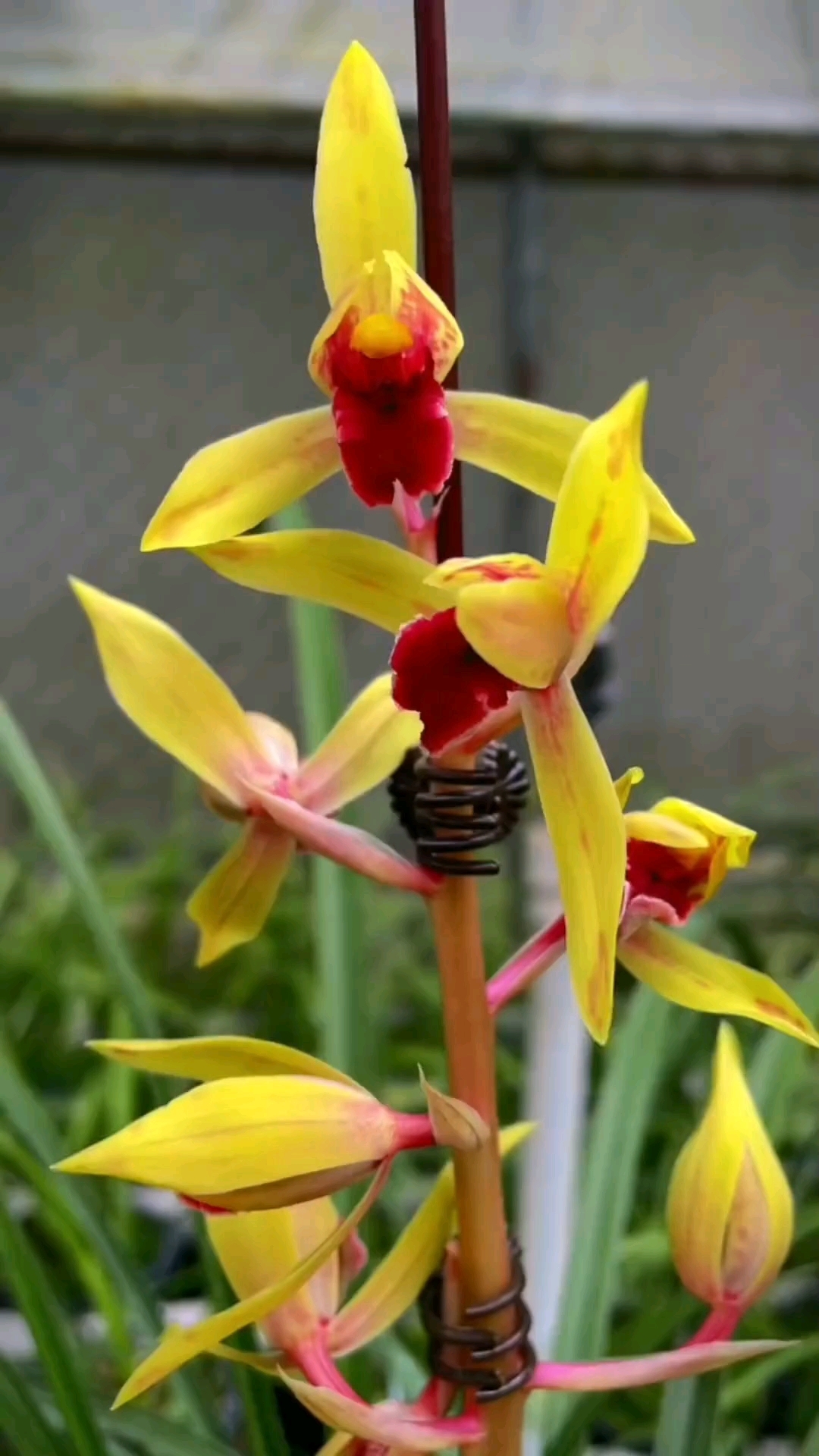 蕙兰红舌素有苗出