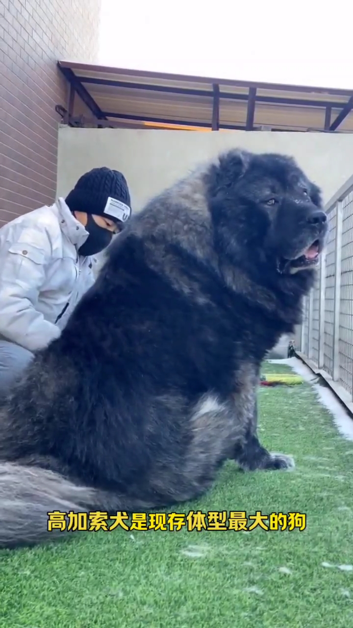 高加索犬成年长到200多斤看家护院猛犬