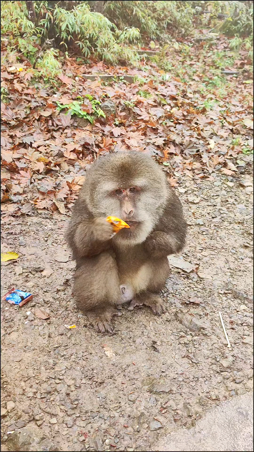 四川峨眉山金顶猕猴