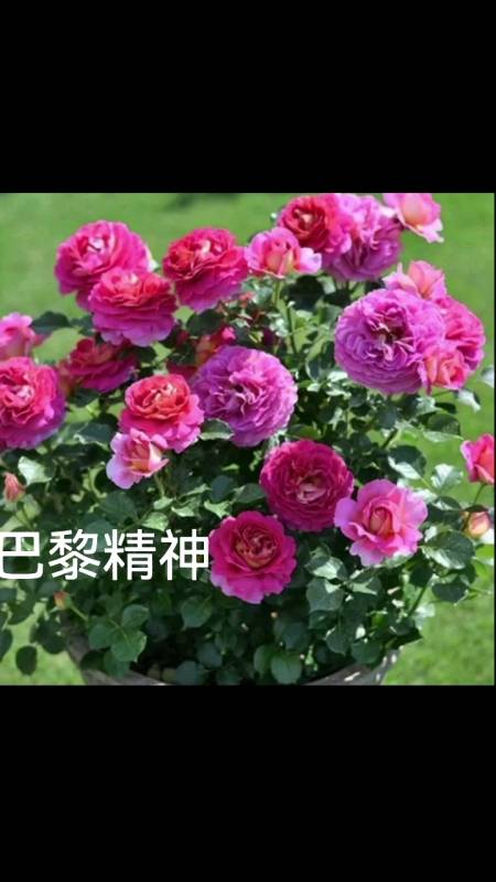 巴黎精神,月季新品大花强香的品种-度小视