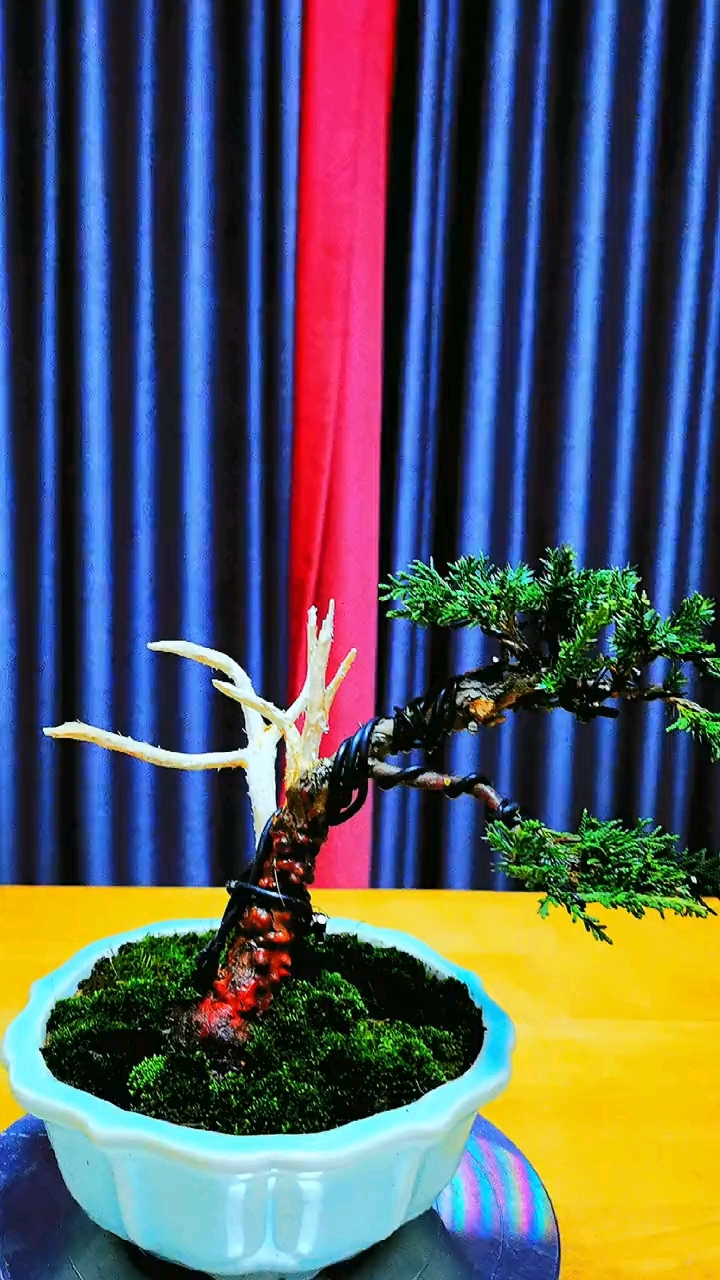 济州真柏小型盆景