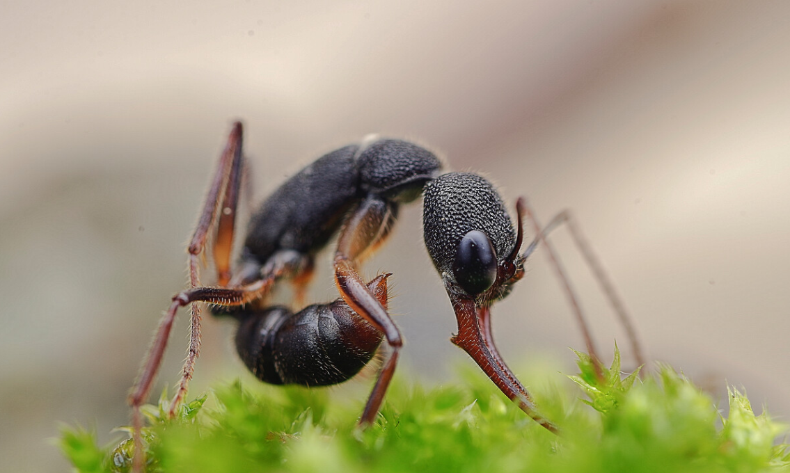 猎镰猛蚁为什么难养?这两个原因都有巨大影响