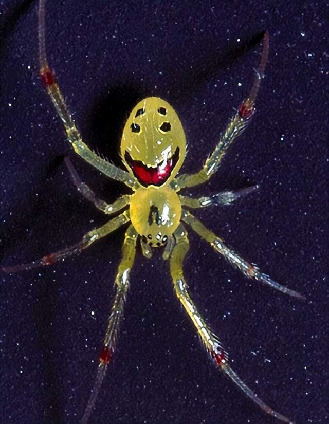 笑脸蜘蛛:美国夏威夷的独特蜘蛛,被列为濒危物种