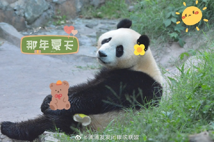 大熊猫浦浦,大熊猫发发:论由性别引发的"错乱熊生"!