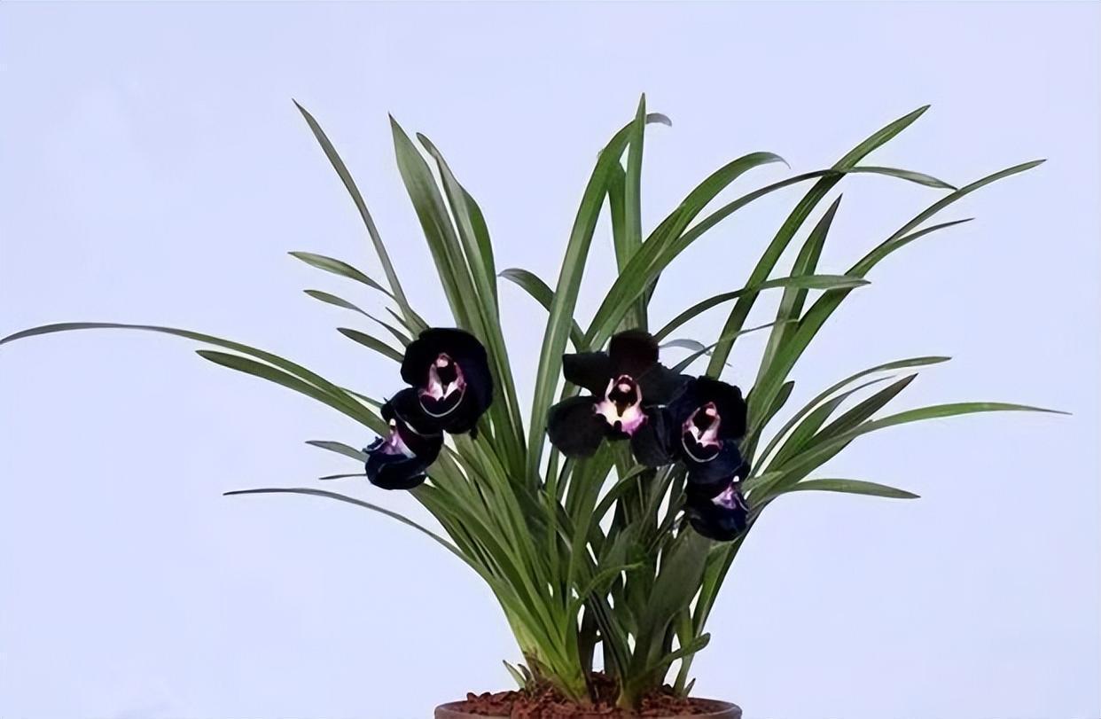 墨兰黑雪姬被誉为"神秘王子",花色迷人,黑杆黑花,开花香满屋