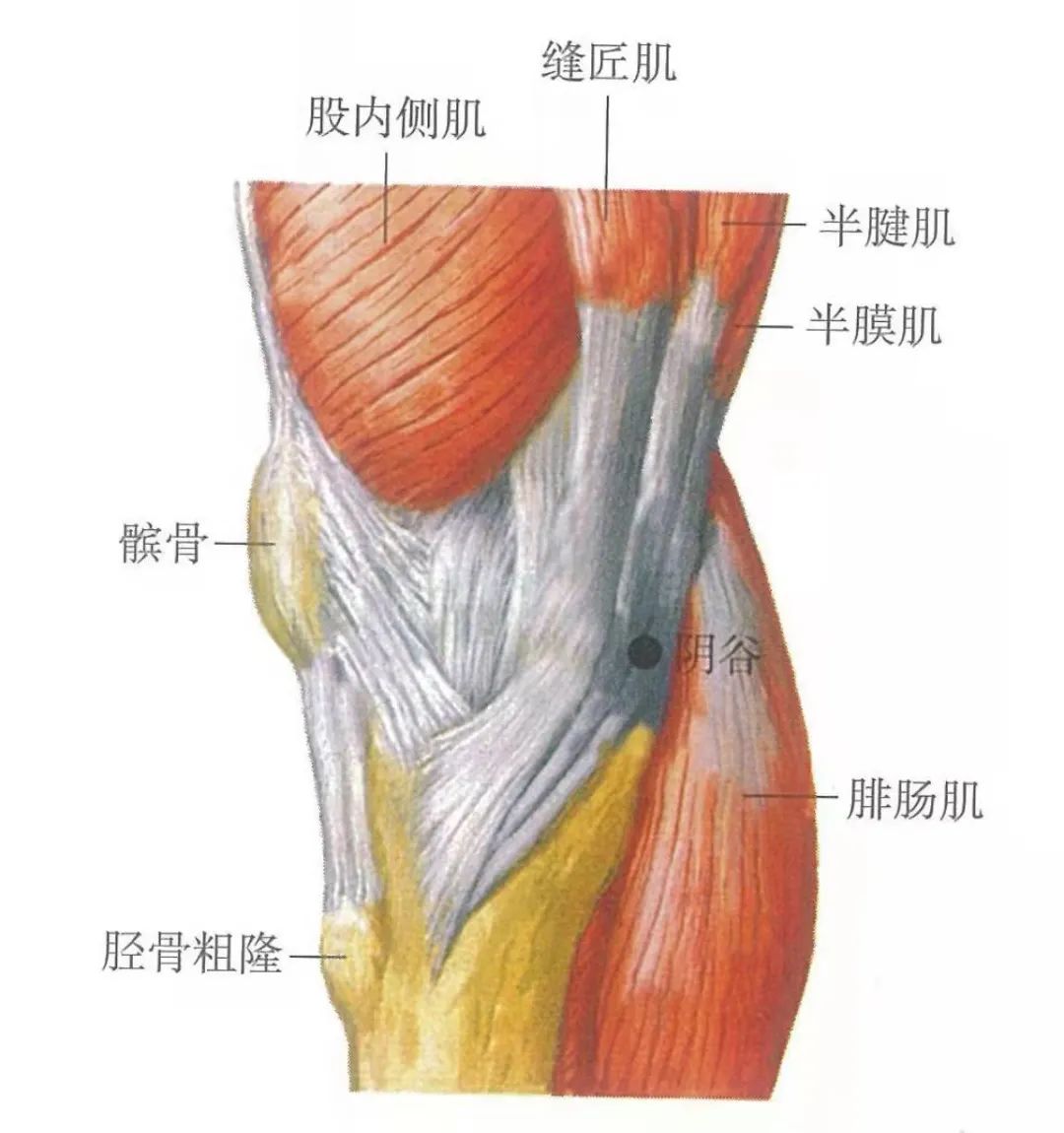 穴位知识 阴谷