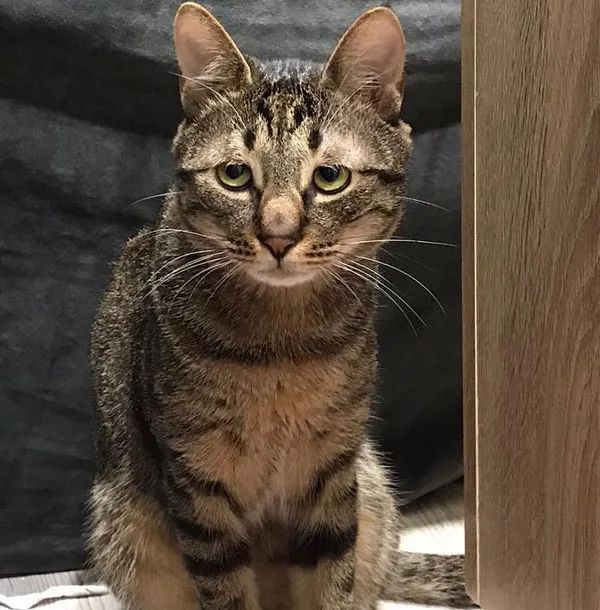 猫咪小时候两眼无神,以为长大能好点,结果……想逗死谁啊!