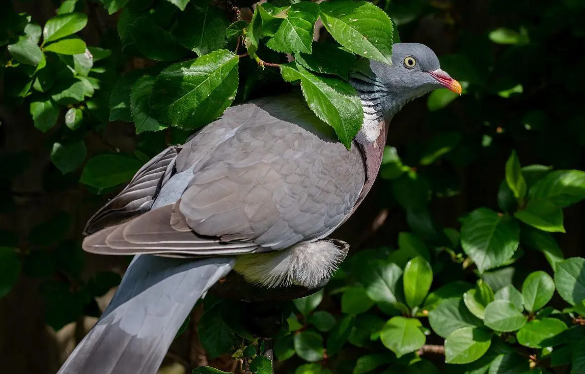 鸟中酒鬼新西兰木鸽常常把自己灌醉掉在地上任别人捡