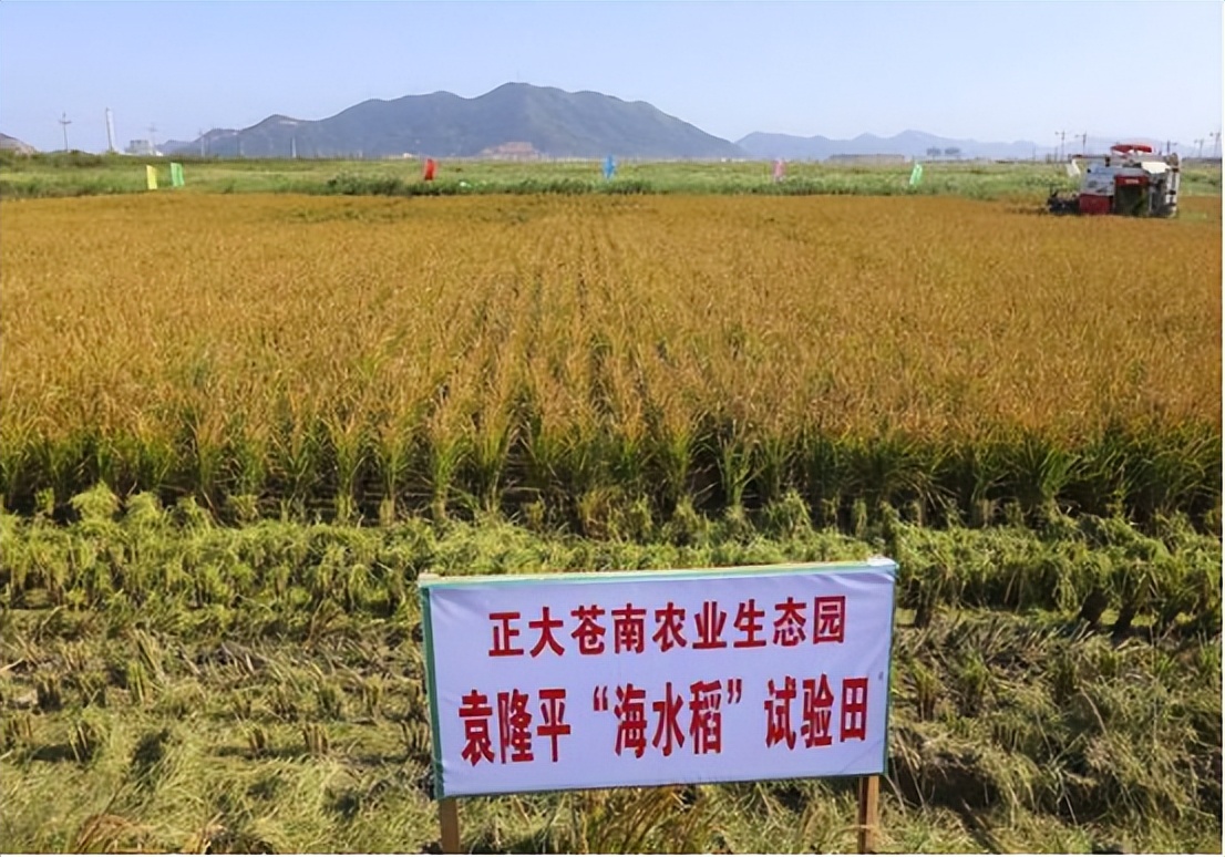 海水稻照片图片